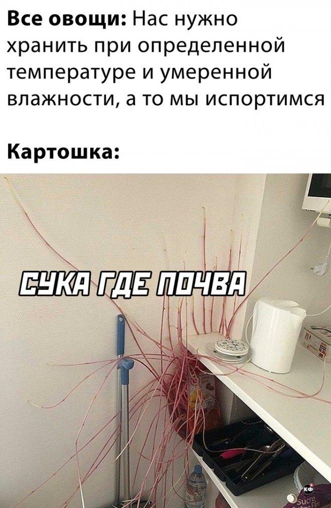 Картошечка!