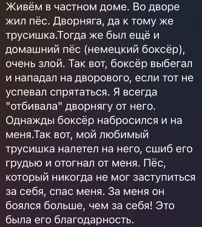 Жил-был пёс