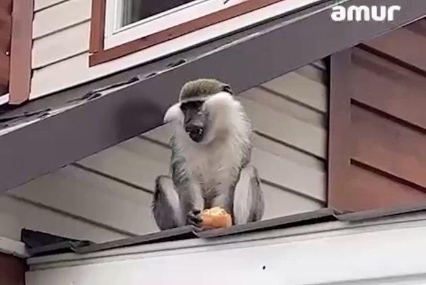 Пьяная обезьяна по имени Гарик покусала пять человек в Комсомольске-на-Амуре