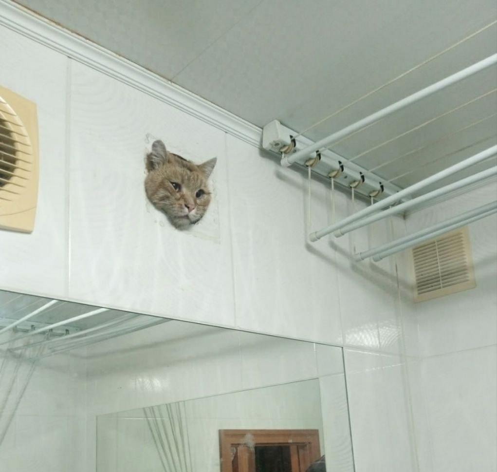 В Уфе домашний кот оказался в непростой ситуации, застряв в вентиляции одной из квартир 