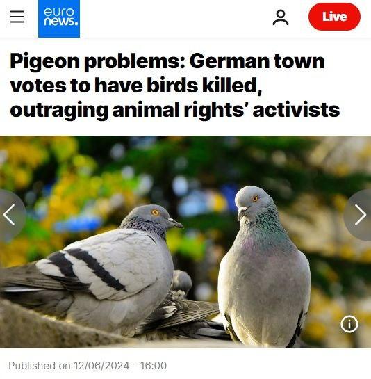 В немецком городе проголосовали за убийство всех голубей, при чём с особой жестокостью.