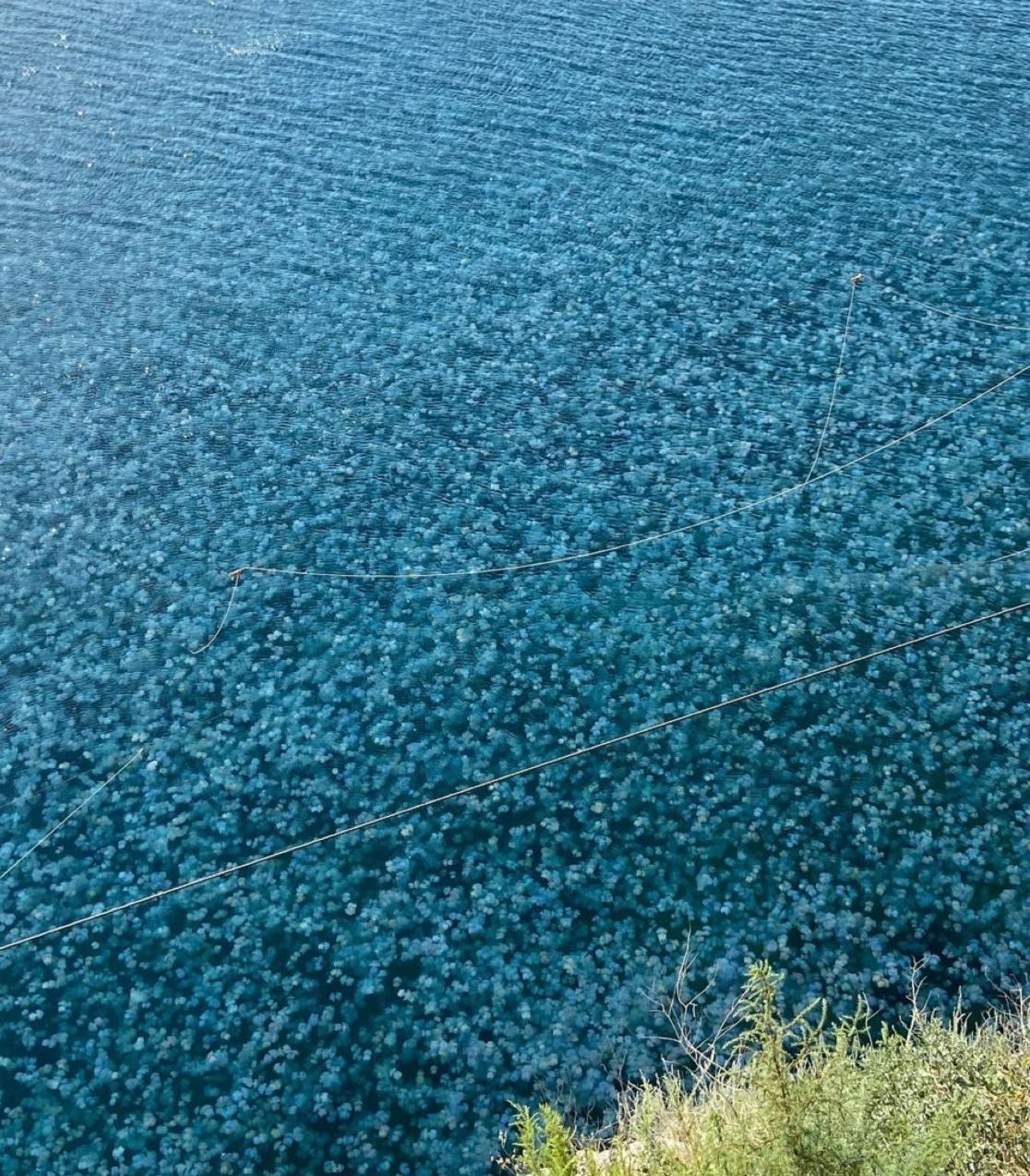 В Крыму страшно красивое нашествие медуз, которые заполонили воды у мыса Тарханкут и в других местах