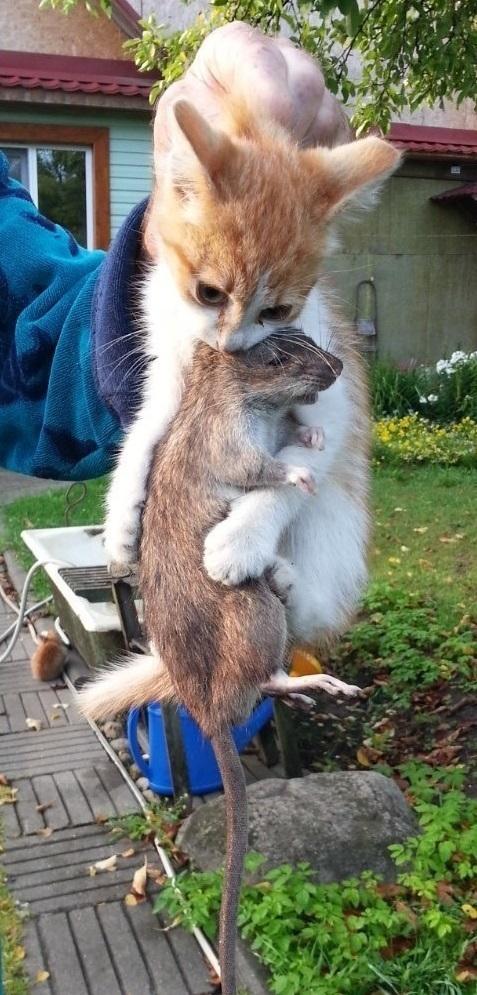 Котёнок крысолов