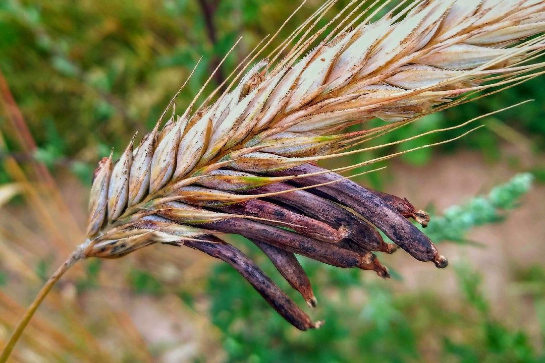 Это создание породило охоту на ведьм, и способствовало образованию Франции и Германии