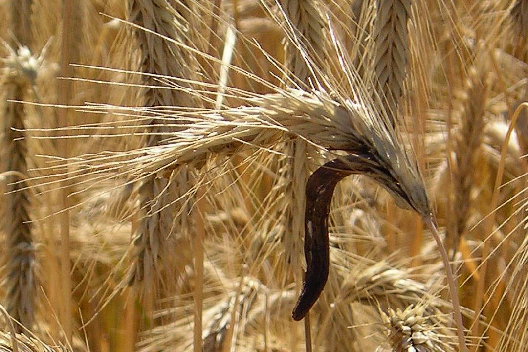 Это создание породило охоту на ведьм, и способствовало образованию Франции и Германии