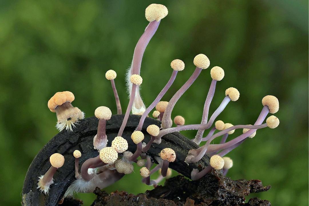 Это создание породило охоту на ведьм, и способствовало образованию Франции и Германии