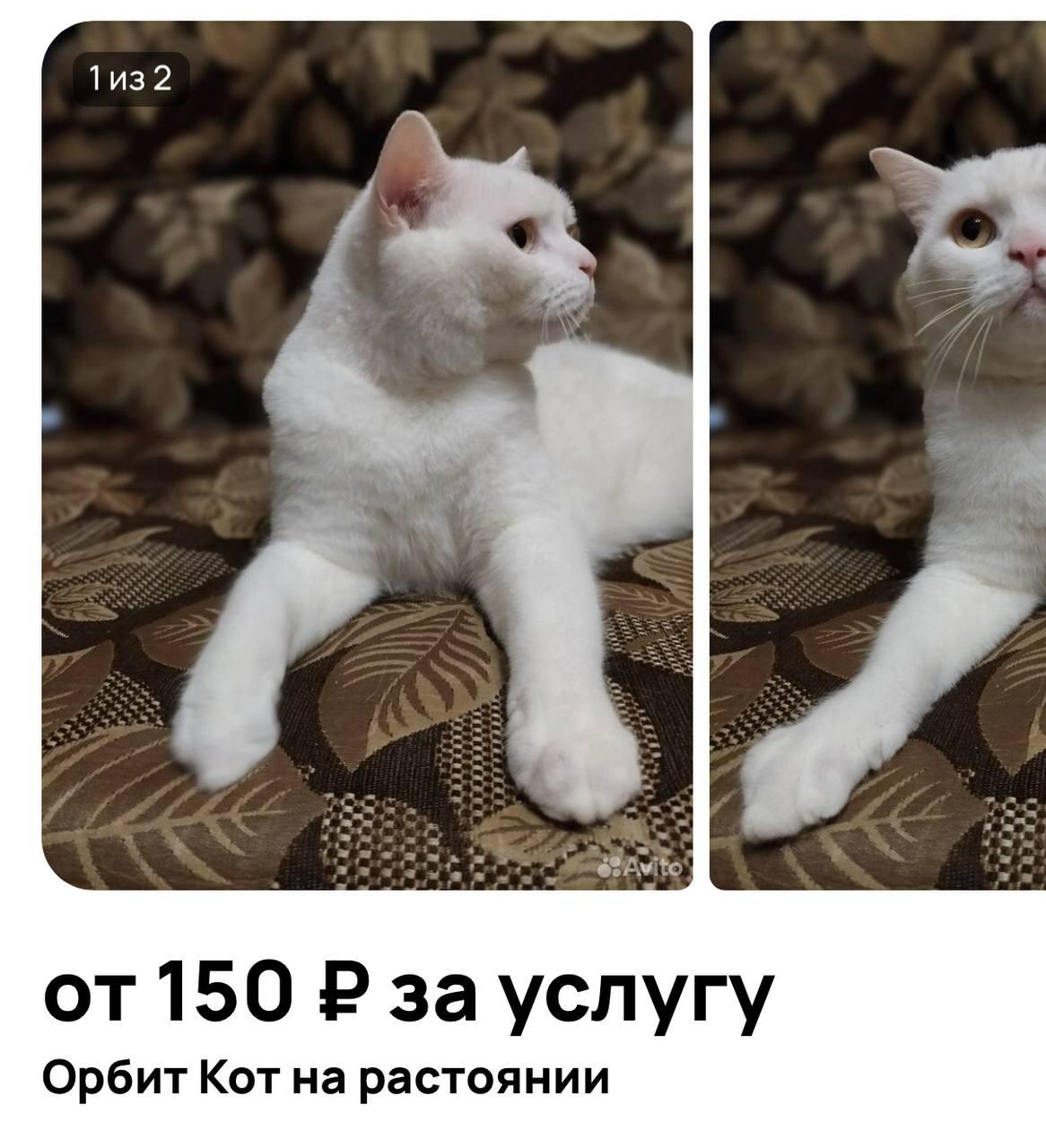 Кошачий вебкам - москвичи начали предлагать своих питомцев на маркетплейсах с услугой питомец «на расстоянии».