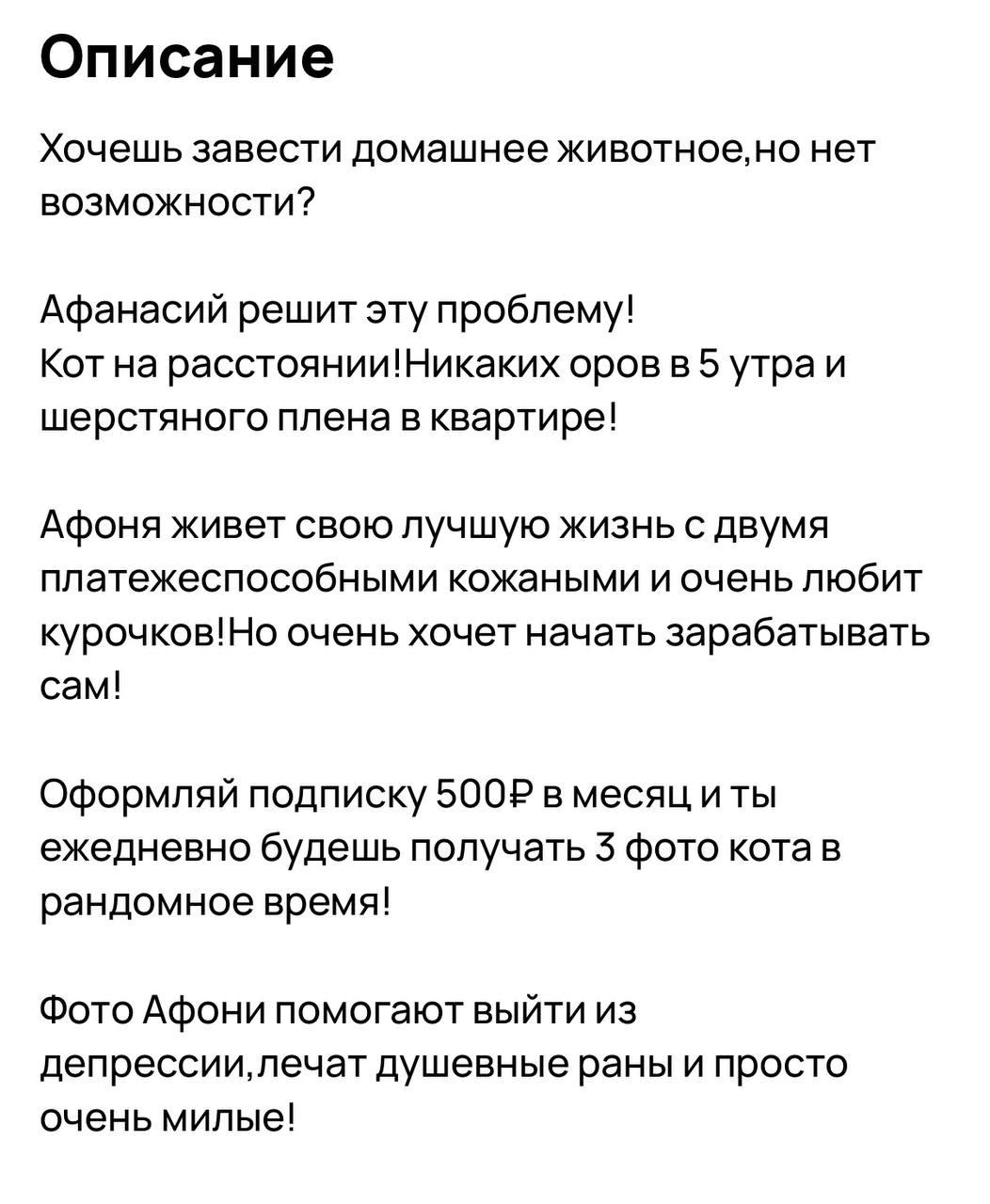 Кошачий вебкам - москвичи начали предлагать своих питомцев на маркетплейсах с услугой питомец «на расстоянии».