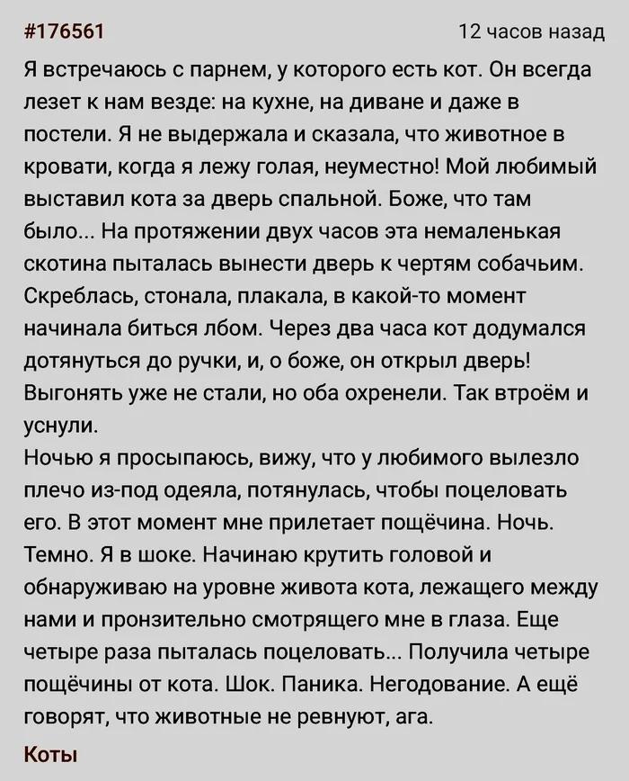 Про сердитых котов