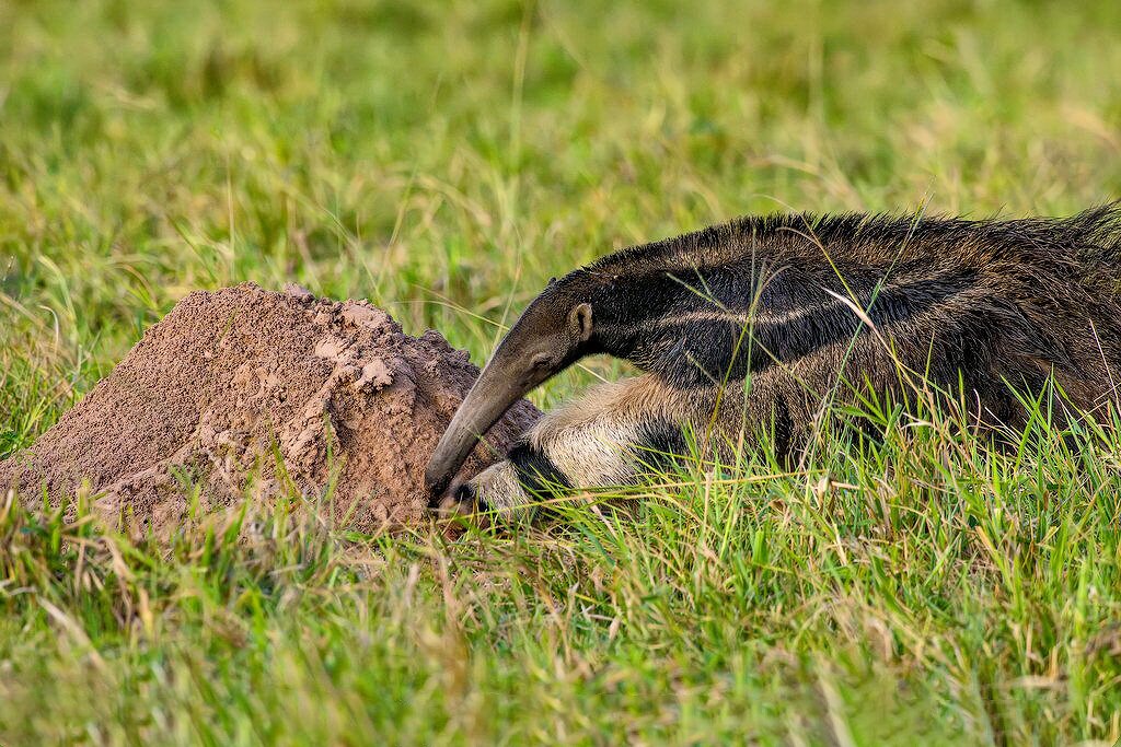 Самый странный зверь