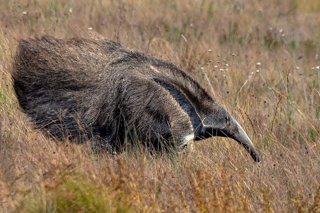 Самый странный зверь