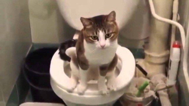 Селёдка с молоком, гороховый суп и прочие ужасы