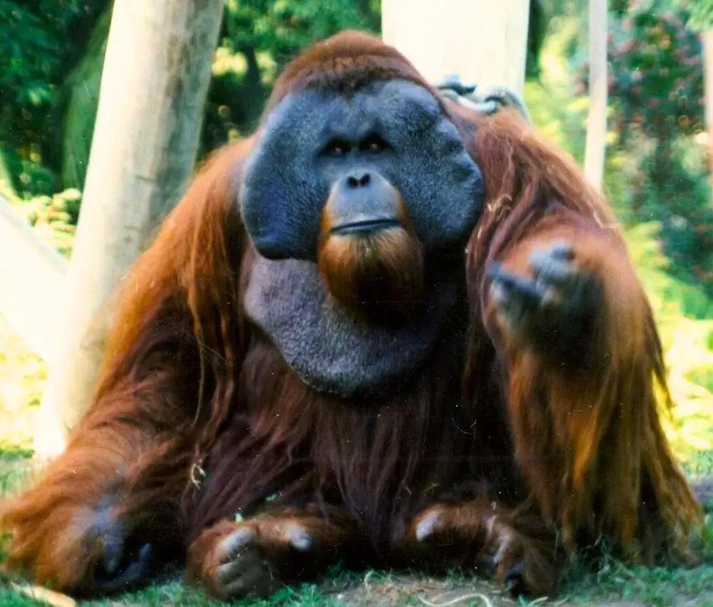 История Кеннета Аллена — свободолюбивого орангутана-побегушника