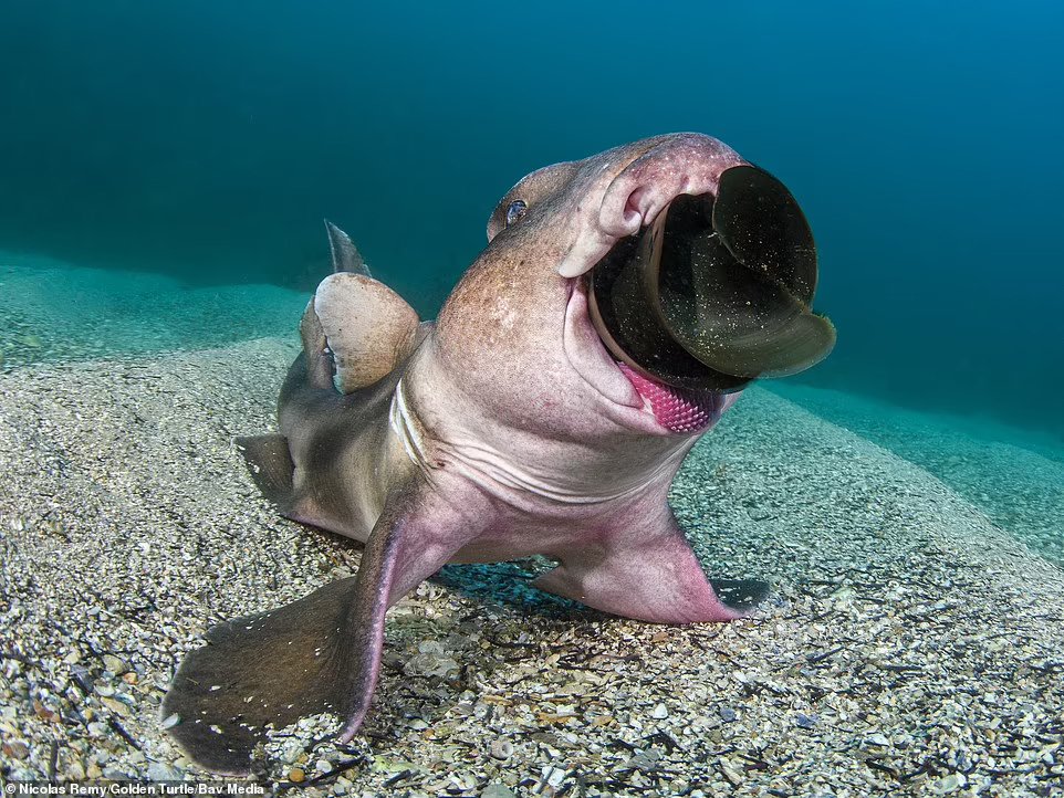 В Австралии все со странностями. Даже акулы