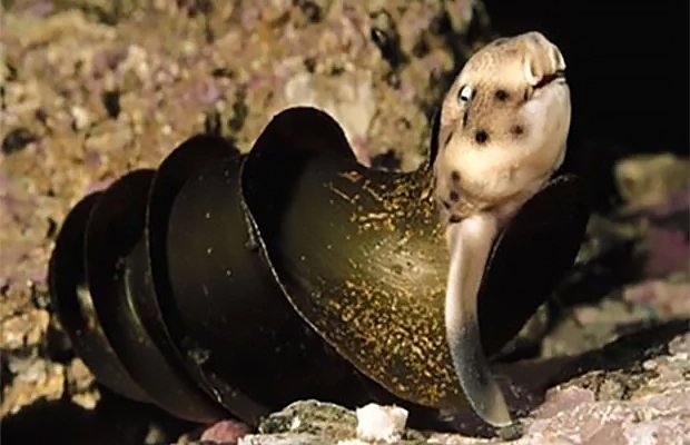 В Австралии все со странностями. Даже акулы