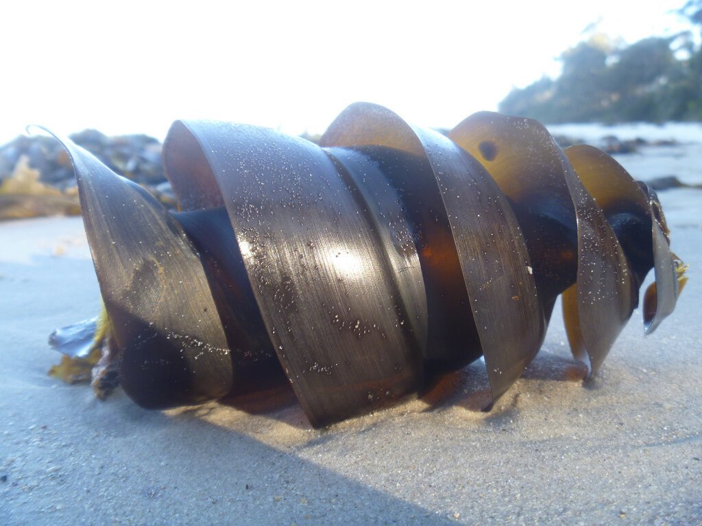 В Австралии все со странностями. Даже акулы