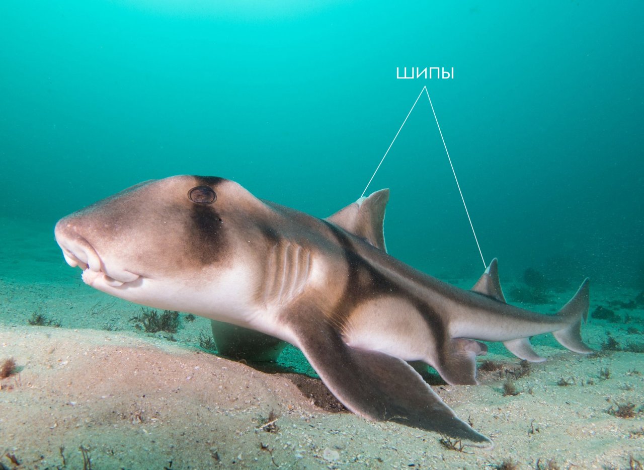 В Австралии все со странностями. Даже акулы