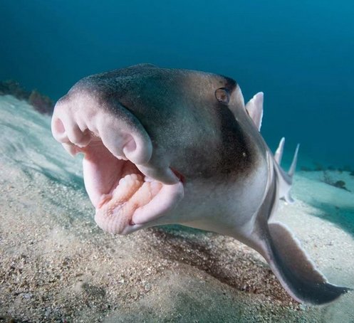 В Австралии все со странностями. Даже акулы