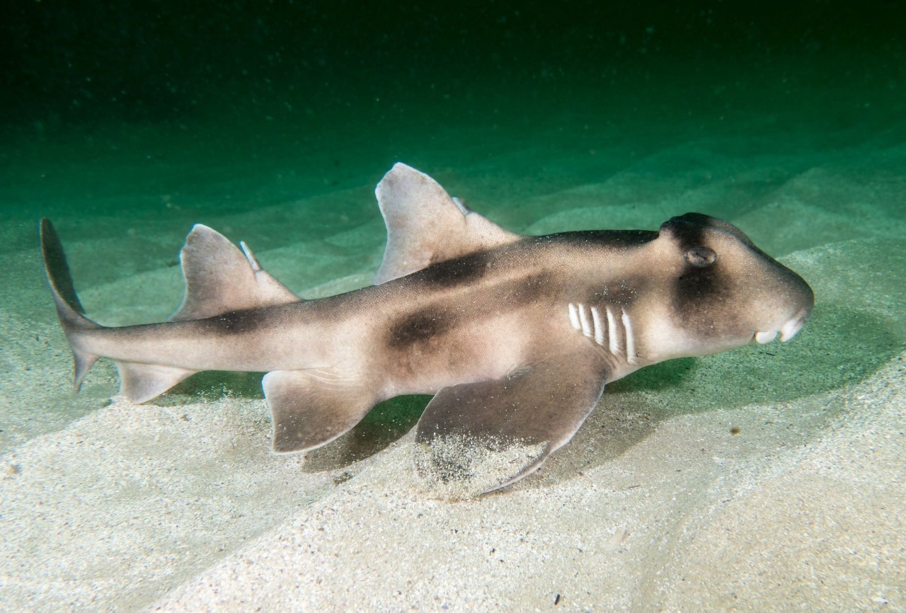 В Австралии все со странностями. Даже акулы