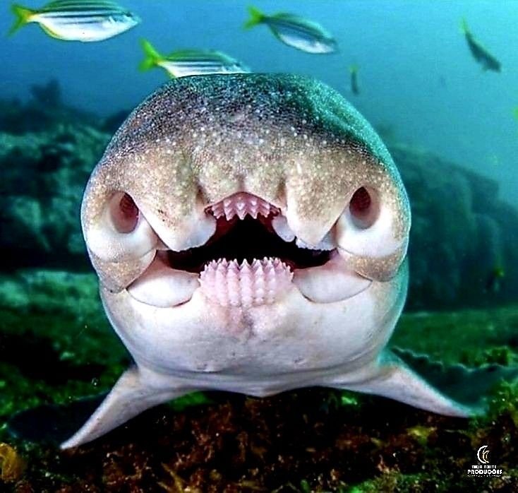 В Австралии все со странностями. Даже акулы