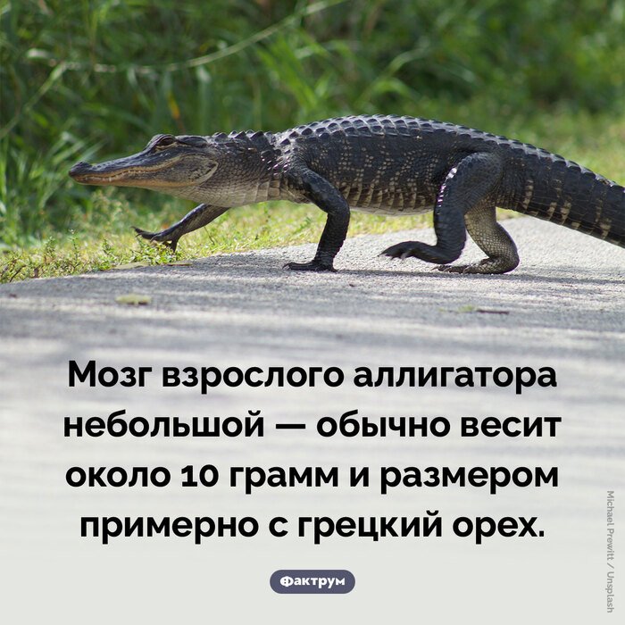 Подборка интересных фактов