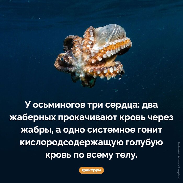 Подборка интересных фактов