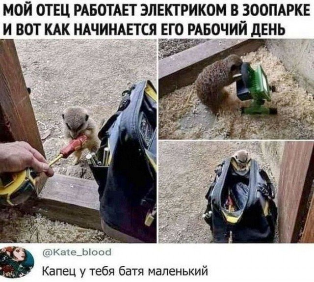 Веселые картинки