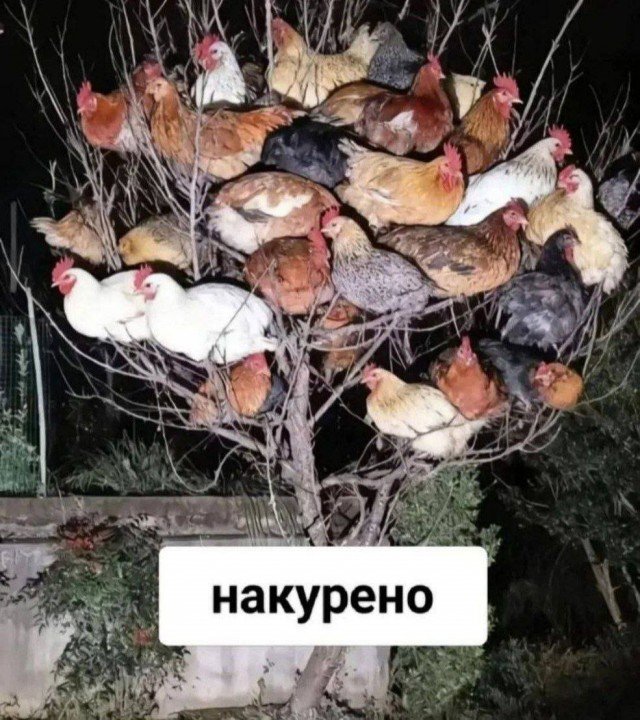 Веселые картинки