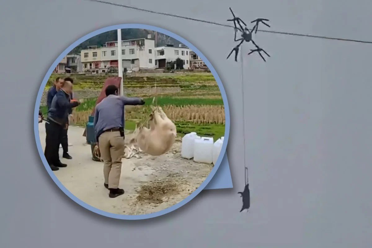 Свинья на дроне лишила тысячи китайцев электроэнергии