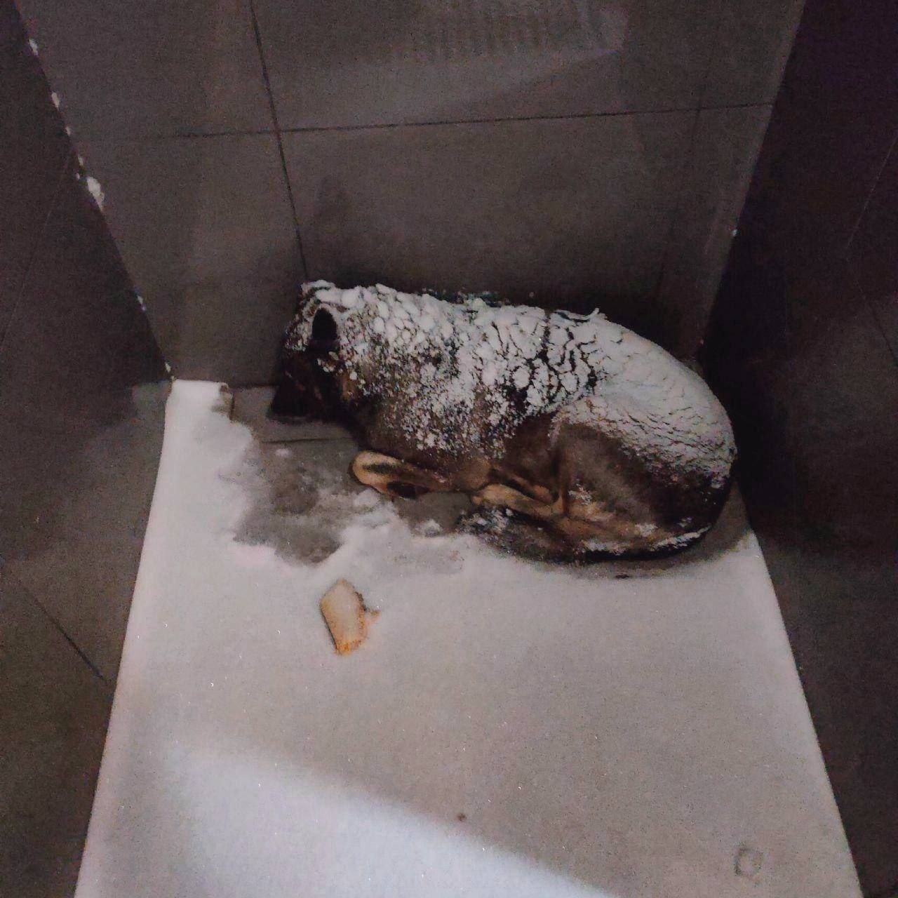 «Додо Пиццу» массово отменяют по всей России — управляющая уволила курьера из Челябинска, который укрыл бездомную басю от холода