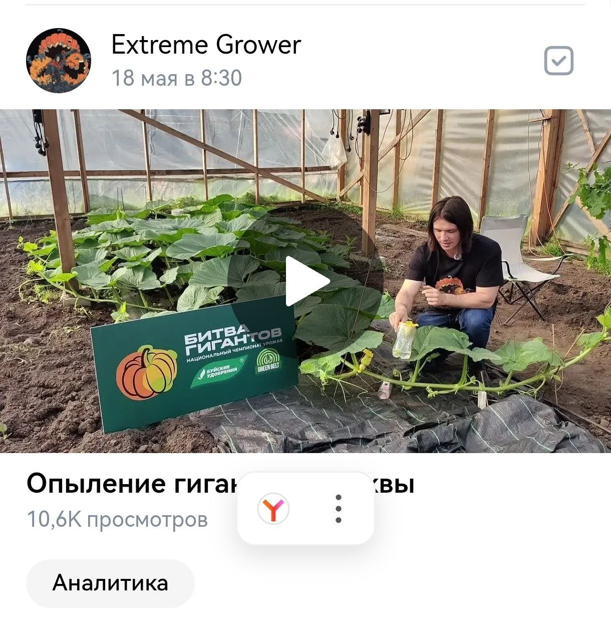 Модераторы ВК определили видео с выращиванием гигантской тыквы как контент для взрослых