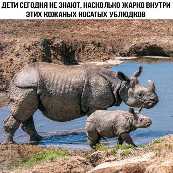 Веселые картинки 23.06