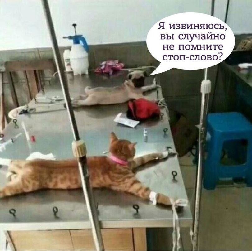 Международный День БДСМ отмечается сегодня