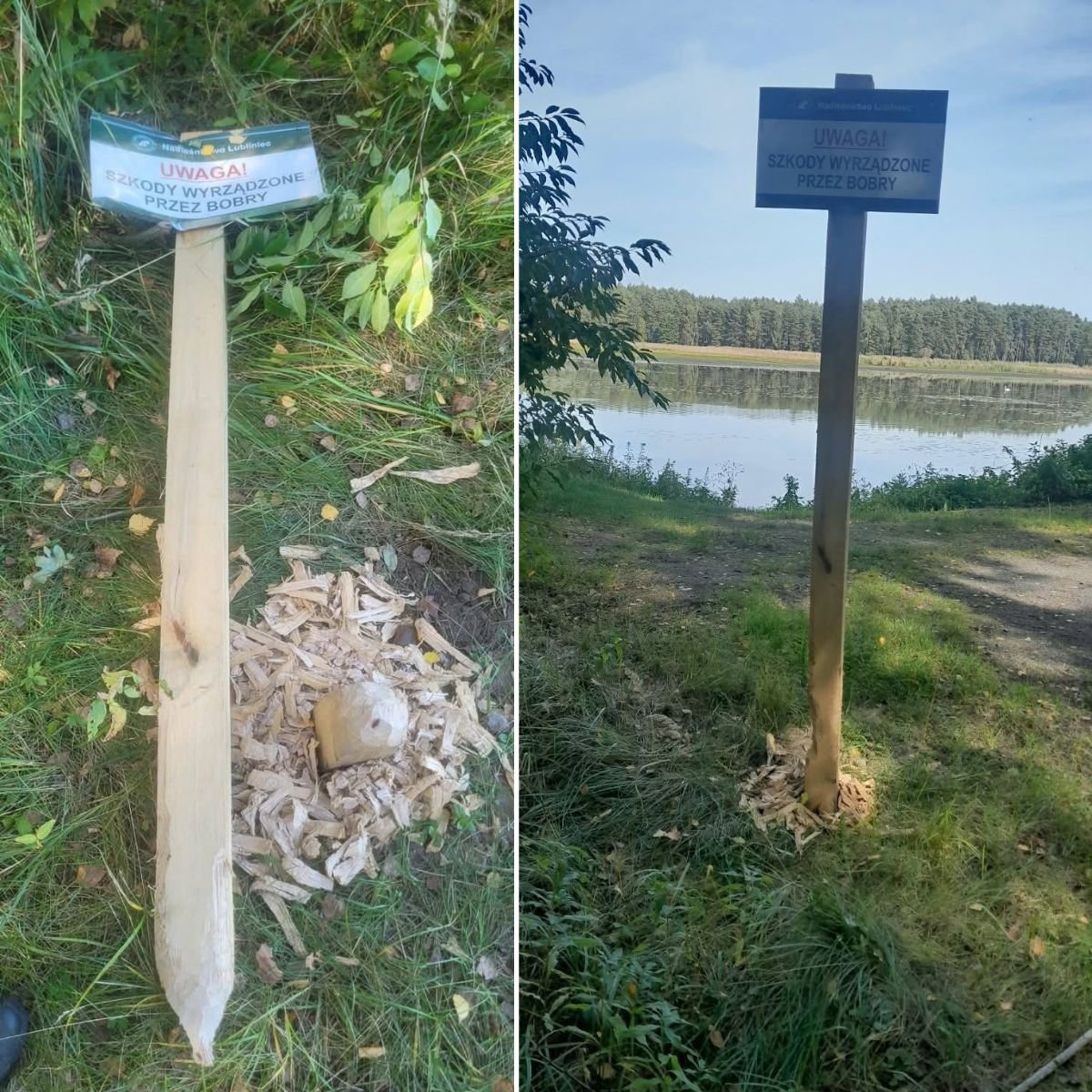 Была огромной ошибкой делать предупреждение о бобрах из дерева