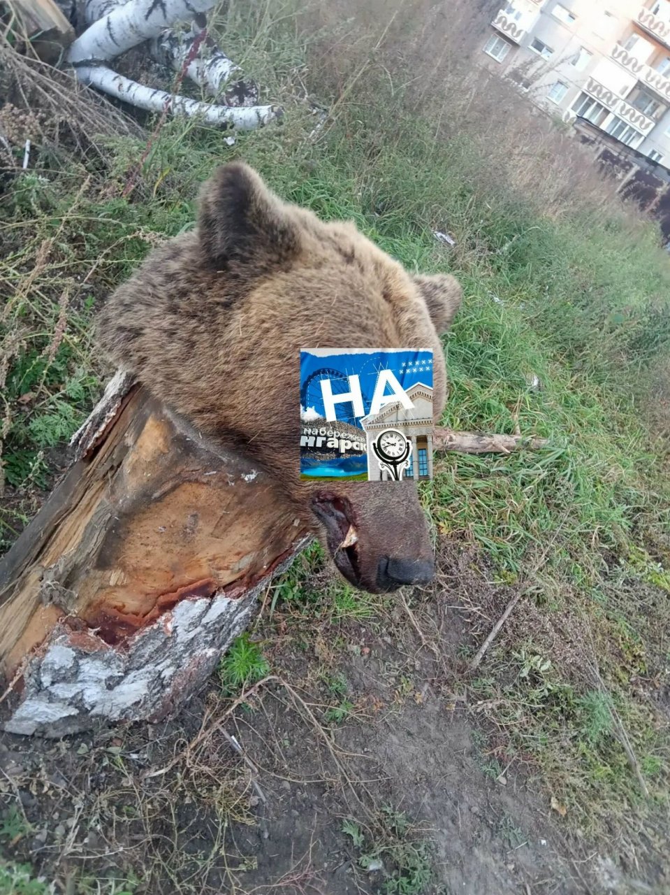 Медвежью голову нашли во дворе жилого дома в Иркутской области